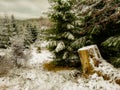 Lovely winter forest with a tree stump