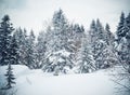 Lovely winter scenery with Fir trees covered with snow on a winter mountain. Royalty Free Stock Photo