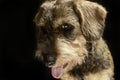 Lovely wired hair dachshund open mouth portrait in a black photo