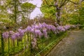 A lovely wisteria on the fence in a park in Tuscany