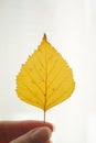 Lovely yellow autumnal birch leaf in female fingers Royalty Free Stock Photo