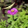 A Tiger Swallowtail Butterfly Lands on a Purple Flower. Royalty Free Stock Photo