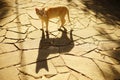 Lovely yellow cat walk in sunny summer garden on the stone road with deep shadow Royalty Free Stock Photo