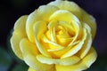Lovely yellow coloured rose in fine detail - stock photo Royalty Free Stock Photo