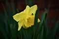 Beautiful Spring Daffodil With Dew Drops On Its Bright Yellow Petals In An Peaceful Flower Garden Royalty Free Stock Photo