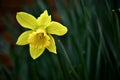 Beautiful Spring Daffodil With Dew Drops On Its Bright Yellow Petals In An Peaceful Flower Garden Royalty Free Stock Photo