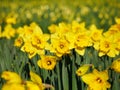 Lovely yellow daffodil flowers blooming Royalty Free Stock Photo