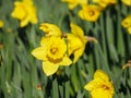 Lovely yellow daffodil flowers blooming Royalty Free Stock Photo
