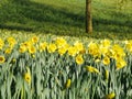 Lovely yellow daffodil flowers blooming Royalty Free Stock Photo