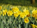 Lovely yellow daffodil flowers blooming Royalty Free Stock Photo