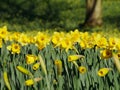 Lovely yellow daffodil flowers blooming Royalty Free Stock Photo