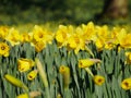 Lovely yellow daffodil flowers blooming Royalty Free Stock Photo