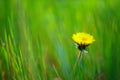 Lovely yellow dandelion flower grow in a spring green grass