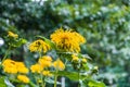 Lovely yellow decorative flowers on blurred green background Royalty Free Stock Photo