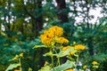 Lovely yellow decorative flowers on blurred green background Royalty Free Stock Photo