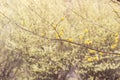 Lovely yellow dogwood flowersCornus mas at Hanamiyama Park,Fukushima,Tohoku,Japan. Royalty Free Stock Photo