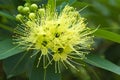 A lovely yellow flower cluster, with busy bees entering into its pollen-filled petals, in a beautiful lush Thai garden park.