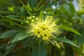 A lovely yellow flower cluster, with busy bees entering into its pollen-filled petals, in a beautiful lush Thai garden park.
