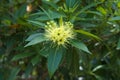 A lovely yellow flower cluster, with busy bees entering into its pollen-filled petals, in a beautiful lush Thai garden park.