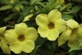 Lovely Yellow Flower in the green Roof top garden