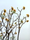 Lovely yellow flower of kamboja tree