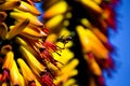 Yellow flowers, yellow background, busy bee Royalty Free Stock Photo