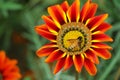 Lovely yellow Gazania flower with honey bee Royalty Free Stock Photo