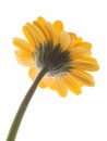 Lovely yellow gerbera daisy flower