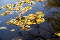 Lovely yellow leaves floating on the surface of the water. Top view. Autumn peace and tranquility. water surface with Royalty Free Stock Photo