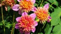 Lovely extraordinary yellow, pink dahlia flowers.