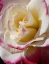 Lovely yellow and pink rose