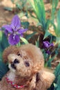 Lovely yellow poodle dog