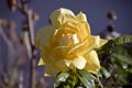 A lovely yellow rose Royalty Free Stock Photo