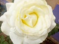 A lovely yellow rose flower and beautiful Royalty Free Stock Photo