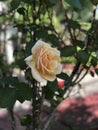Lovely Yellow Rose Royalty Free Stock Photo