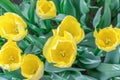 Lovely yellow tulips top view close up Royalty Free Stock Photo