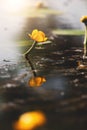 Lovely yellow water lilly. Flower background Royalty Free Stock Photo