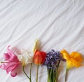 Lovely yellow , white and pink lilly and red tulip