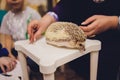 A lovely young african pygmy hedgehog looking camera on owner hand. Royalty Free Stock Photo