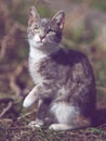Lovely young ash kitten portrait in the garden, look and paw rai Royalty Free Stock Photo