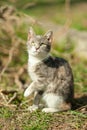 Lovely young ashy kitty portrait in the garden Royalty Free Stock Photo