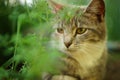 Lovely young cat is resting and enjoying flowers in the garden Royalty Free Stock Photo