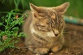 Lovely young cat is resting near flowers in the garden Royalty Free Stock Photo