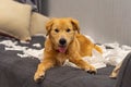 Lovely young golden dog playing tissue paper on sofa Royalty Free Stock Photo