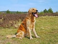 Lovely young golden doodle in the heathlands in Netherlands Royalty Free Stock Photo