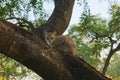 A lovely, young, stray, homeless brown, tan and white cat up in a Thai park tree.