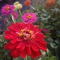 Lovely zinnia