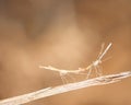 Lovemaking pair of Walking Stick Insect Royalty Free Stock Photo