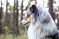 Loveoly close-up photo of a beautiful fluffy shetland sheepdog sheltie dog on a beautiful sunset background with pine trees