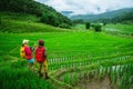 Lover asian men asian women travel nature Travel relax Walking a photo on the rice field in rainy season in Chiang Mai, Thailand Royalty Free Stock Photo